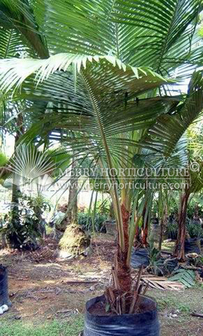 Beccariophoenix madagascariensis (Rainforest coconut)